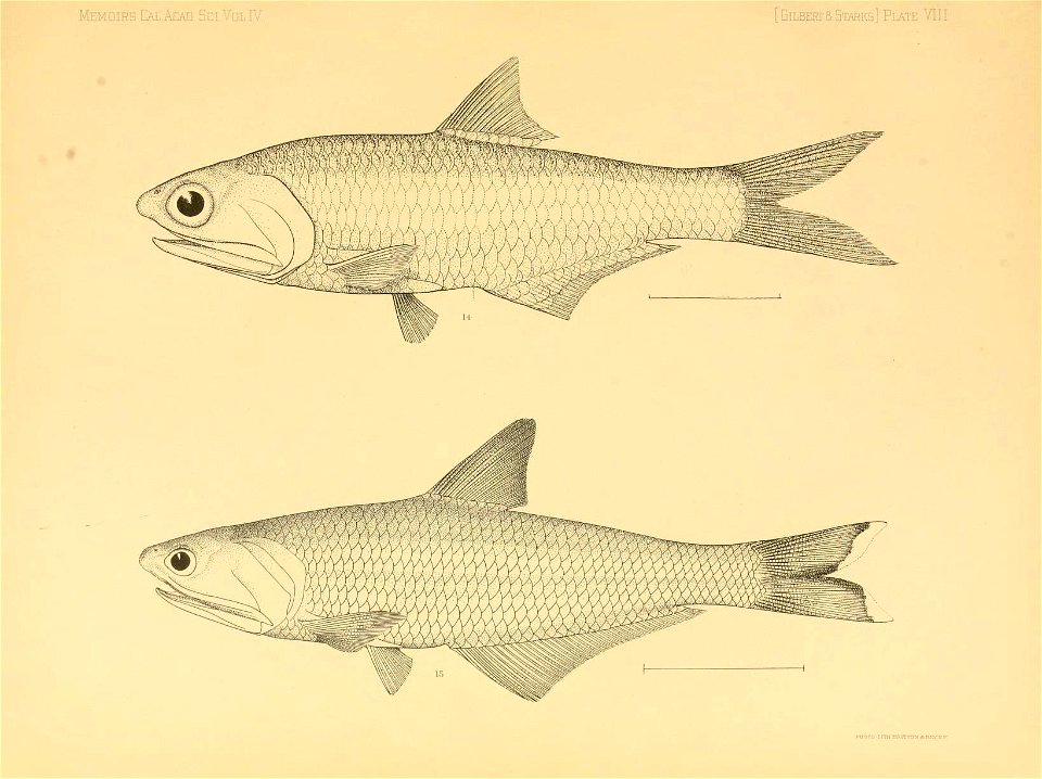 n268_w1150