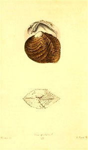 n335_w1150