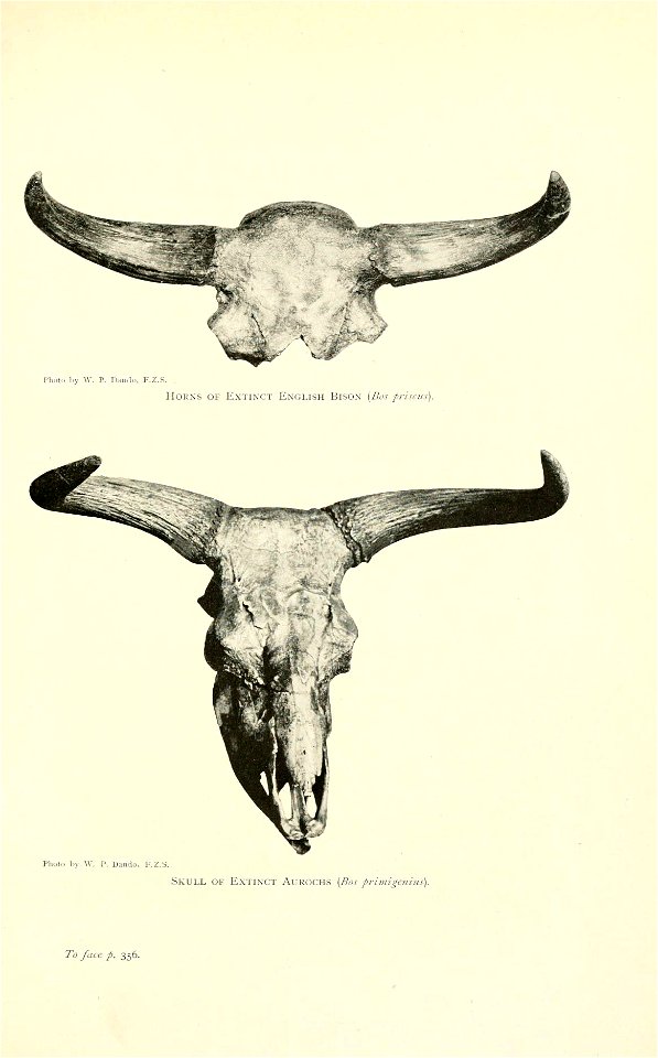 n462_w1150