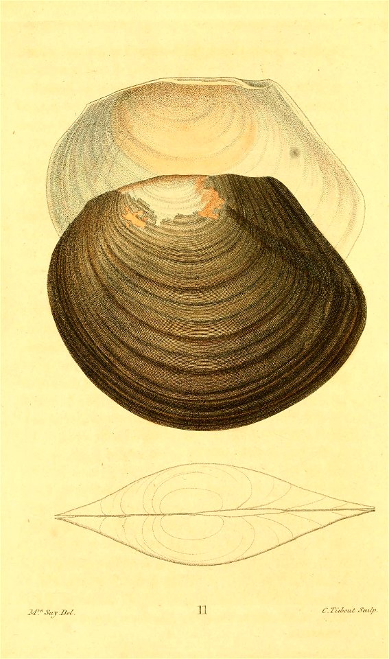 n79_w1150
