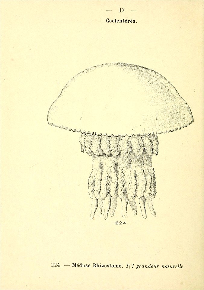 n199_w1150