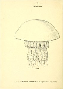 n199_w1150