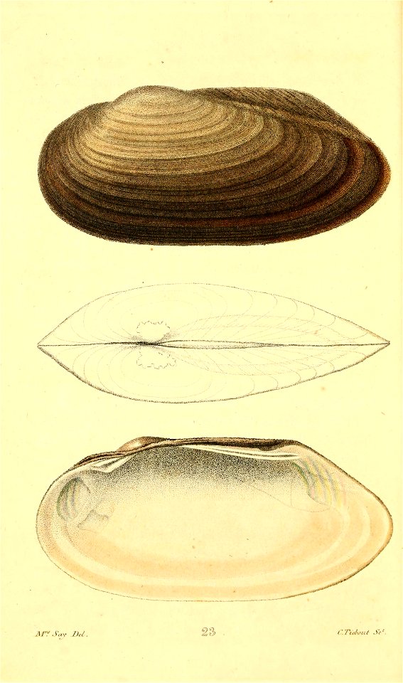n153_w1150