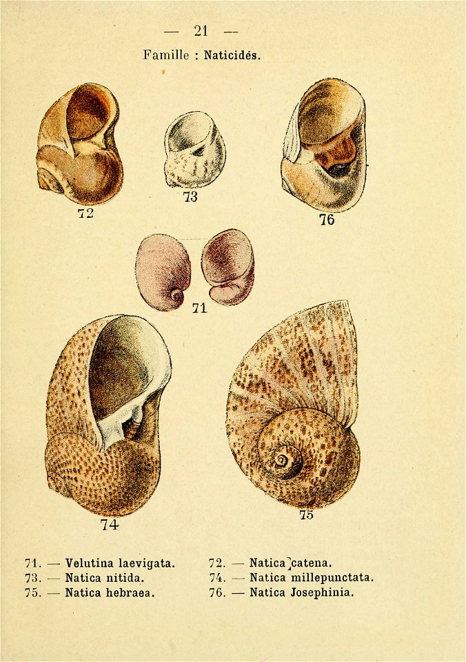 n52_w1150