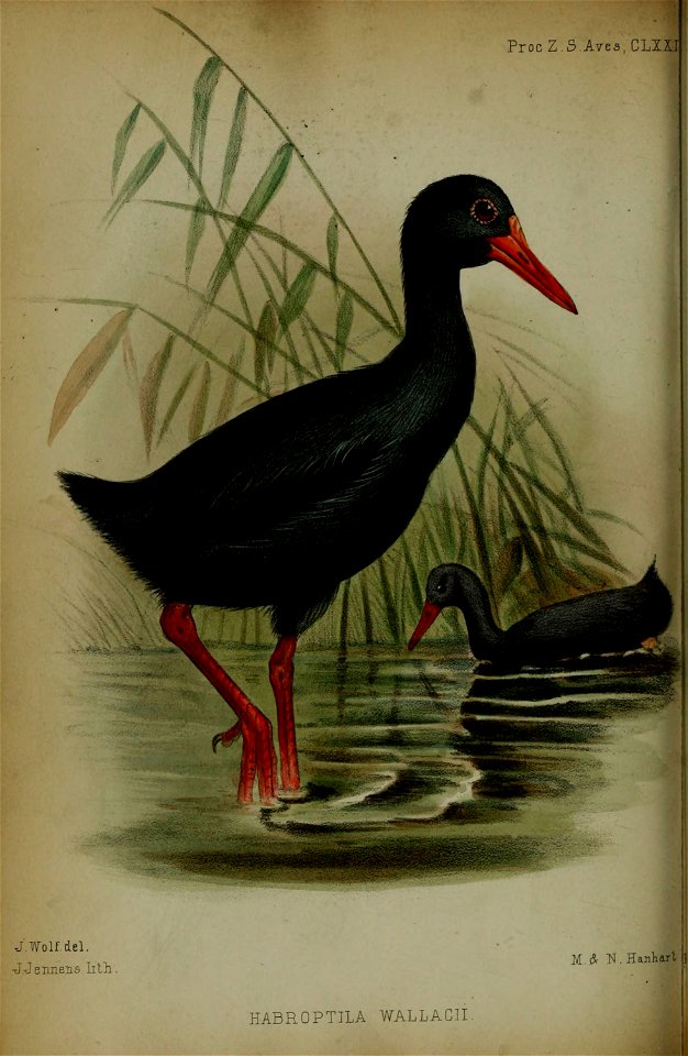 n437_w1150