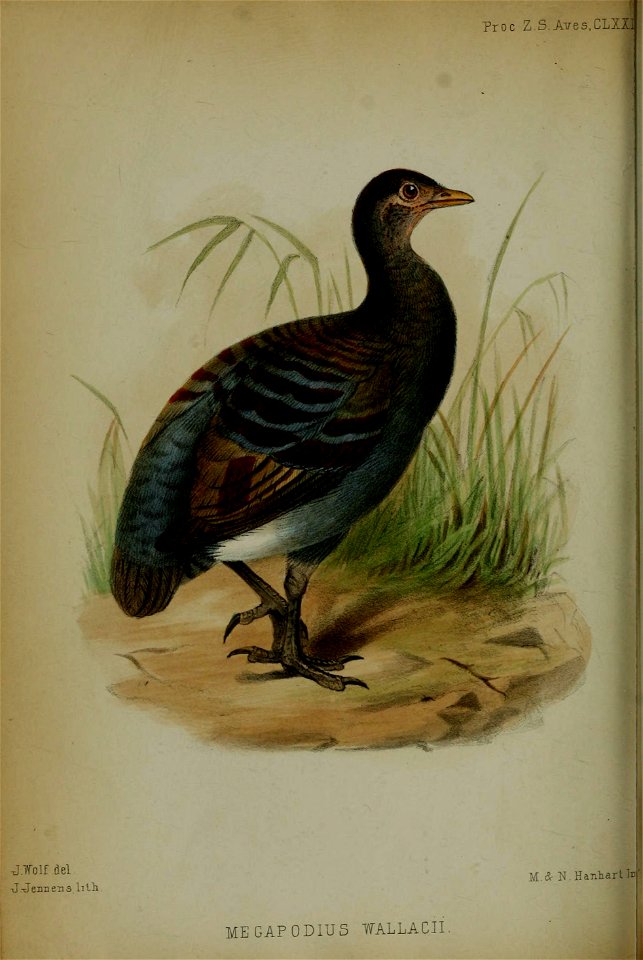 n435_w1150