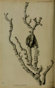 n497_w1150