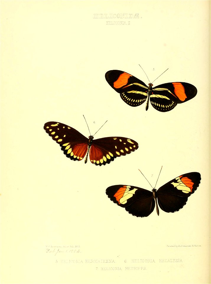 n155_w1150