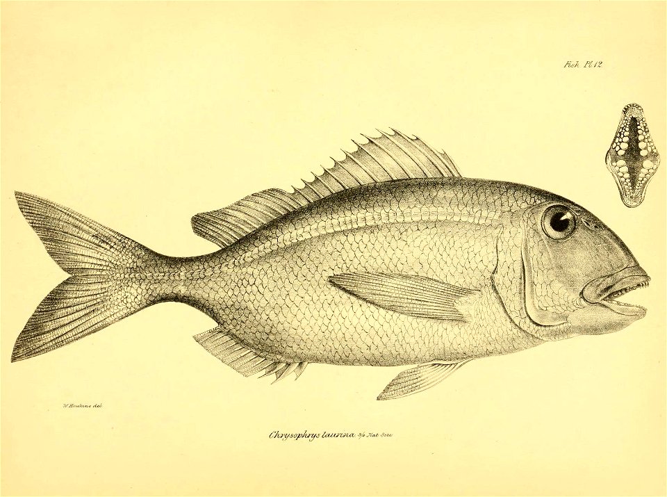 n124_w1150