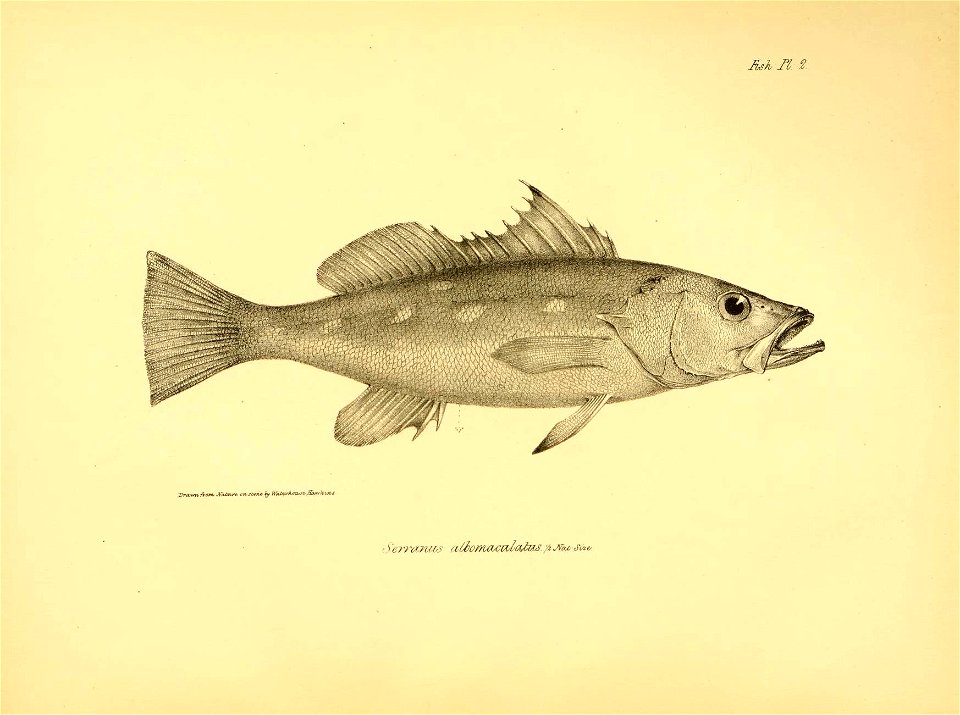 n29_w1150