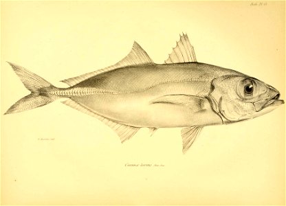 n147_w1150