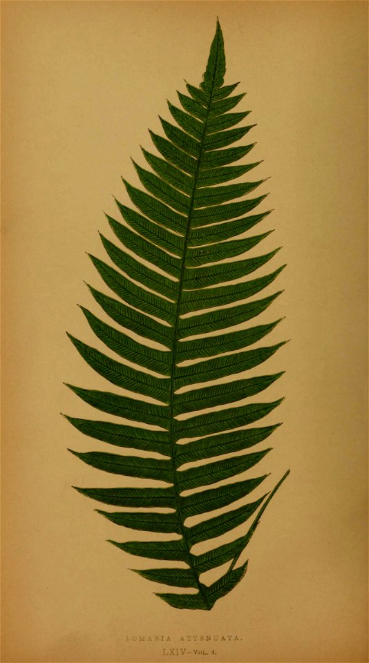 n293_w1150