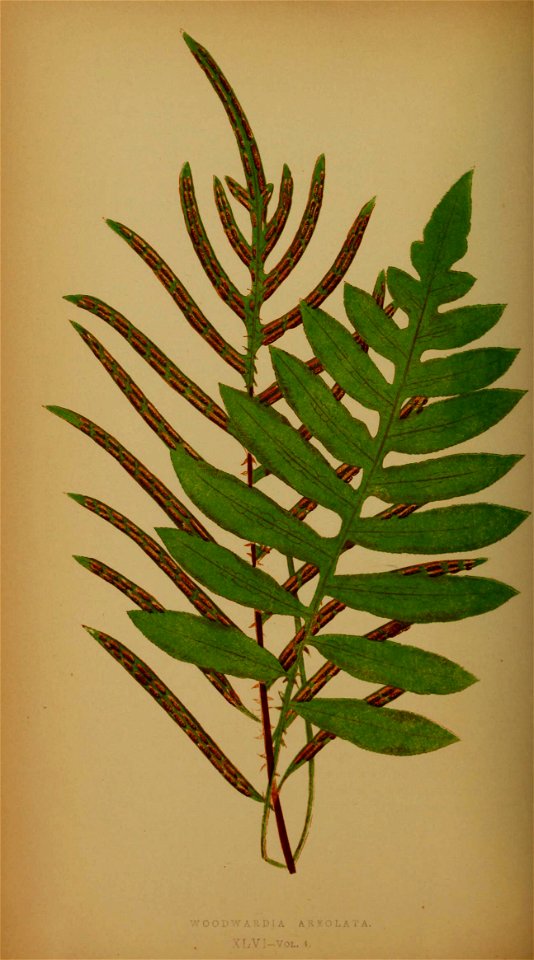 n217_w1150