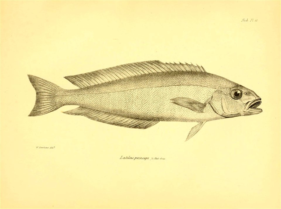 n116_w1150