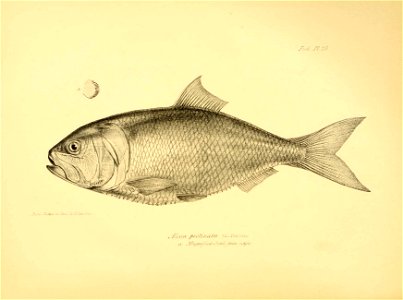 n253_w1150