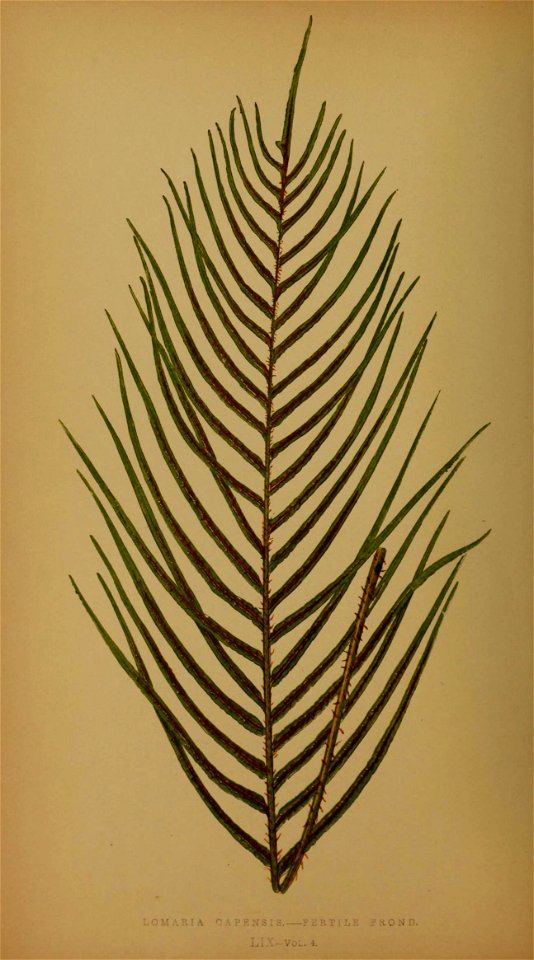 n275_w1150