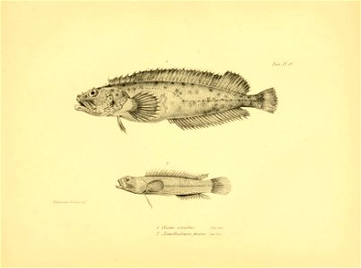 n182_w1150