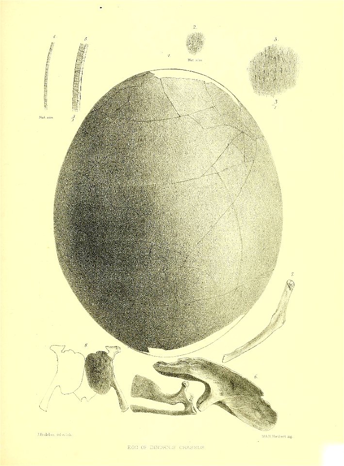 n334_w1150