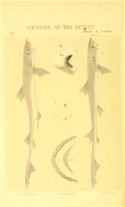 n261_w1150
