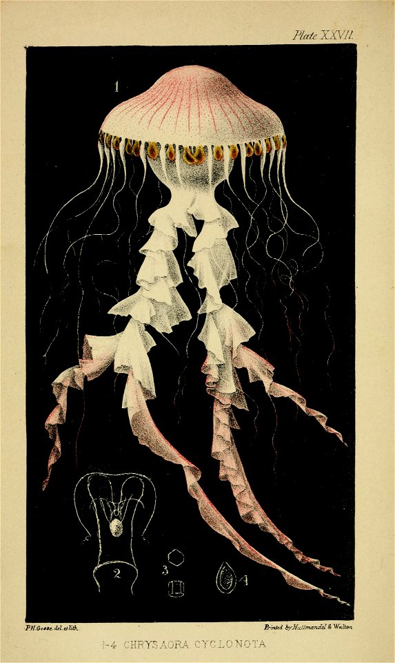 naturalistsrambl00goss_0006