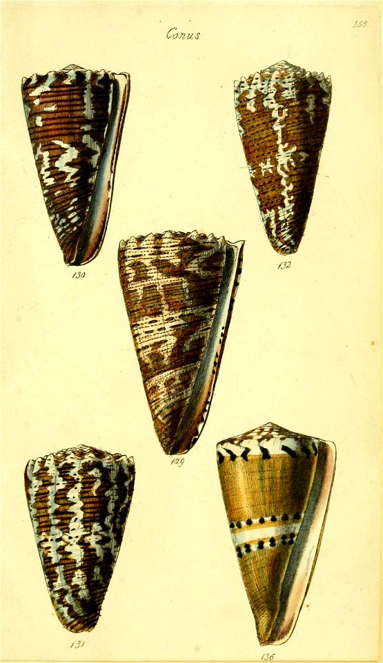 n438_w1150