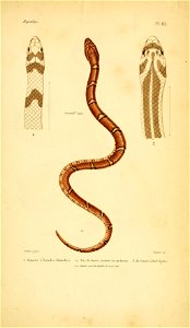 n212_w1150