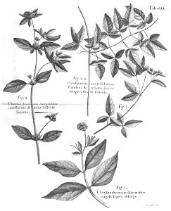 n589_w1150