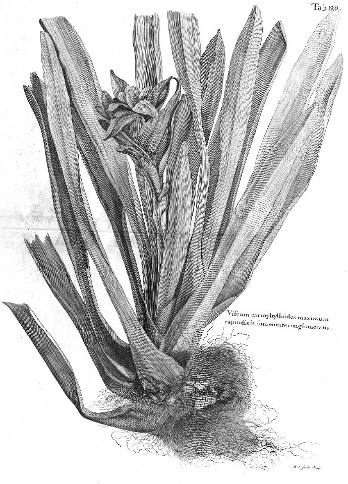 n555_w1150