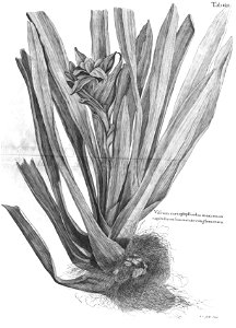 n555_w1150