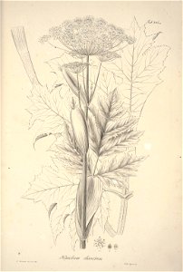 n161_w1150