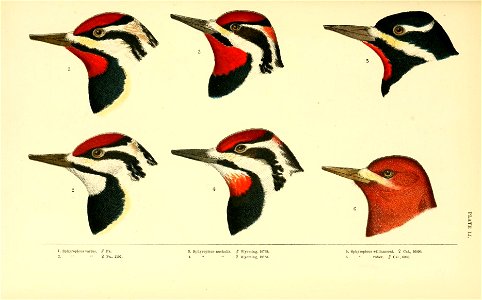 n598_w1150