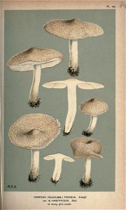 n196_w1150