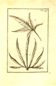 n207_w1150