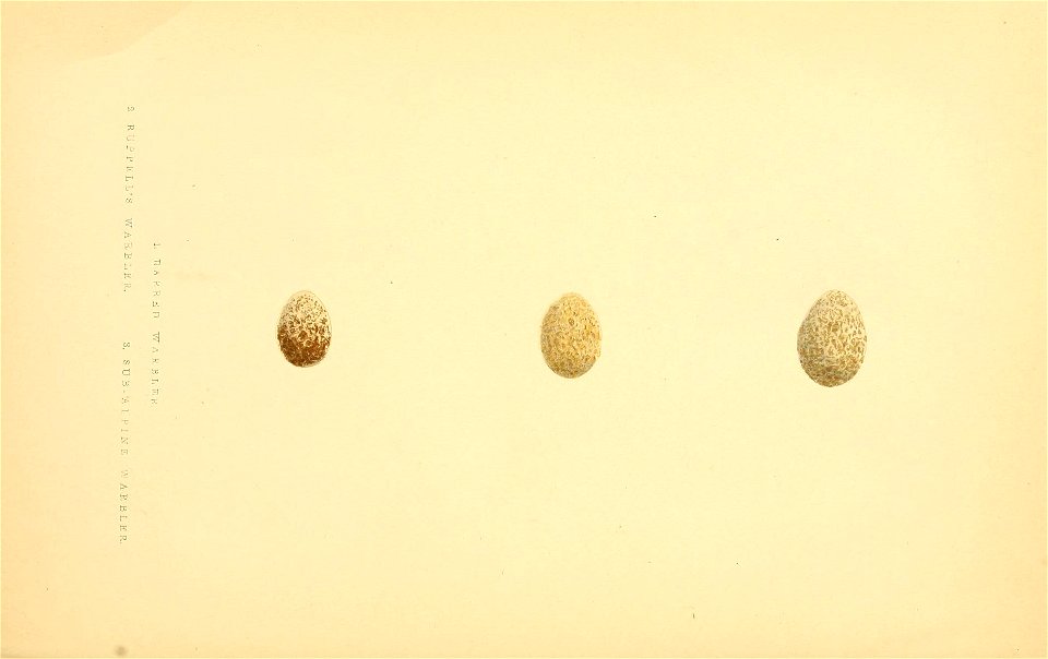 n271_w1150