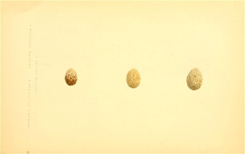 n271_w1150