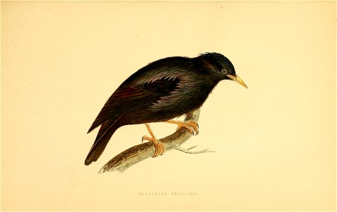 n54_w1150