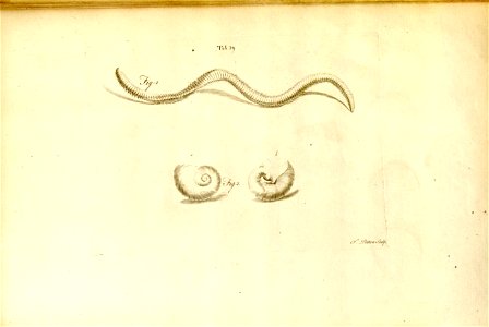 n555_w1150