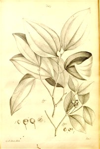 n523_w1150