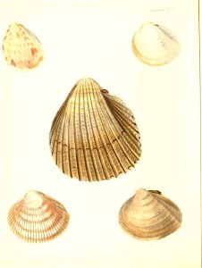 n441_w1150