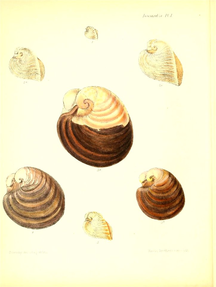 n497_w1150