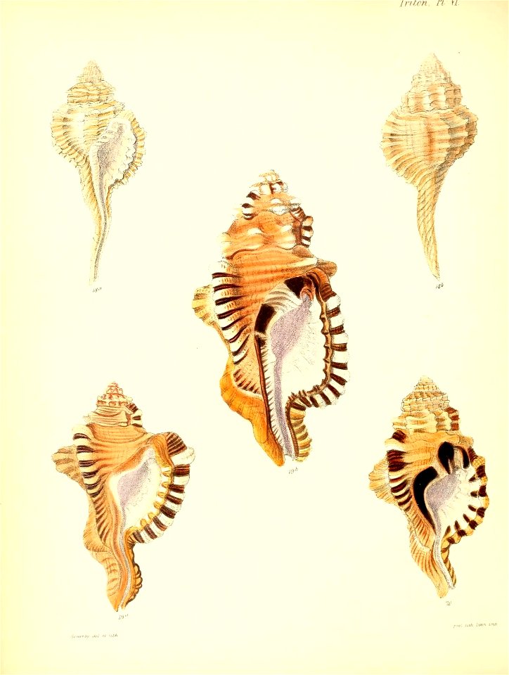 n129_w1150