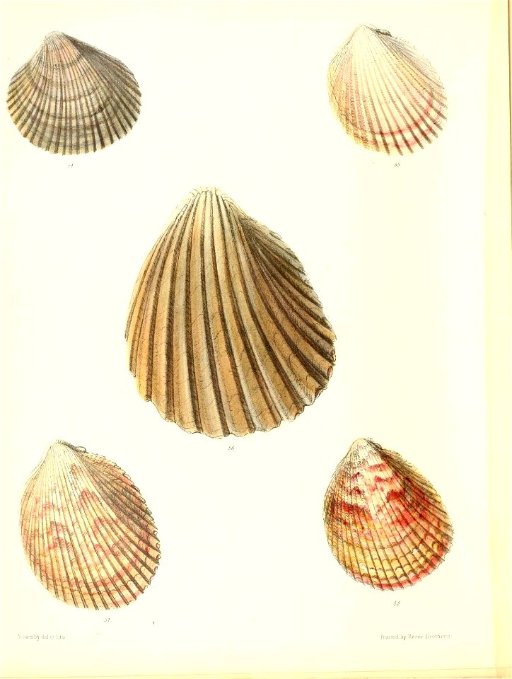 n445_w1150