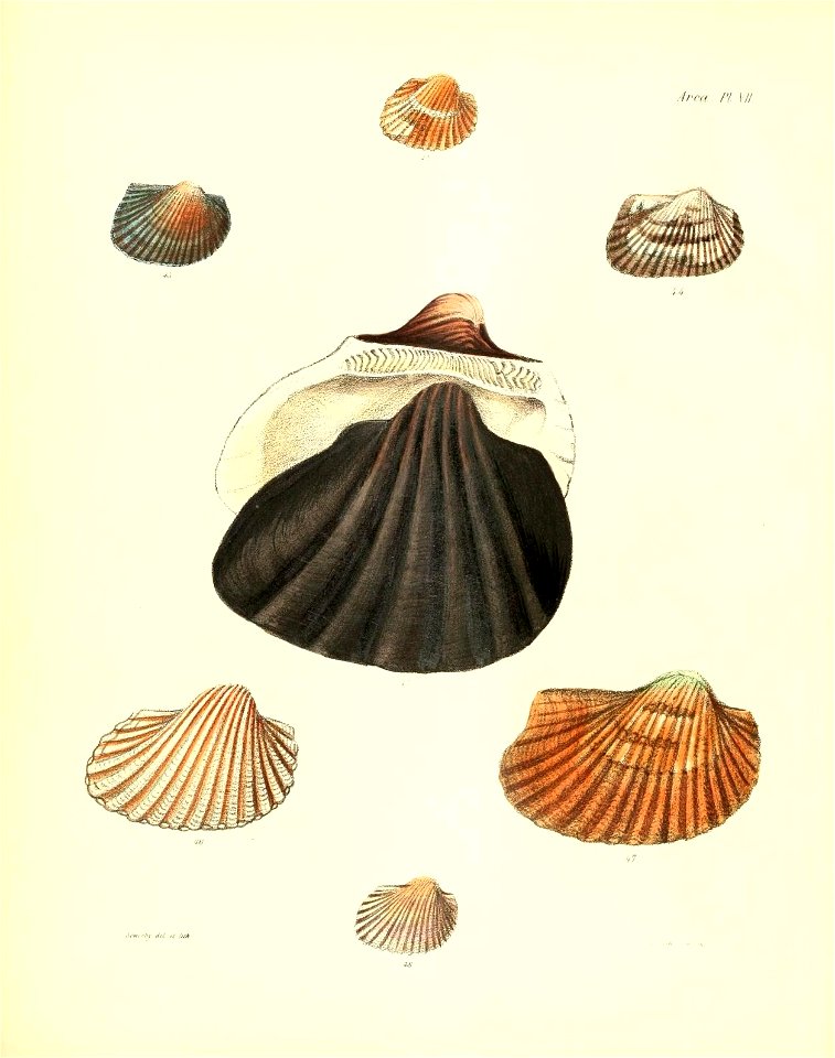n61_w1150