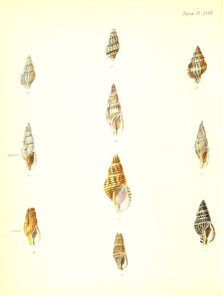 n177_w1150