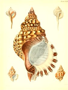 n117_w1150