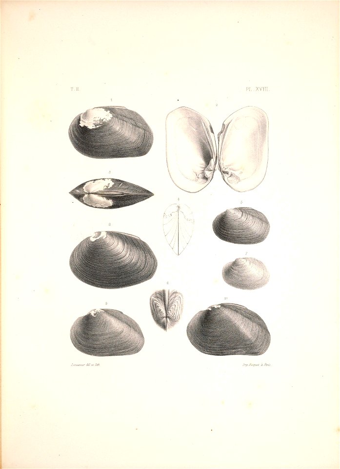 n466_w1150