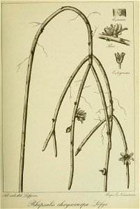 n184_w1150