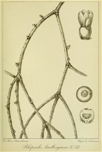 n154_w1150