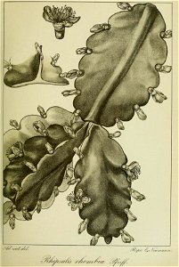 n176_w1150