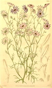n255_w1150
